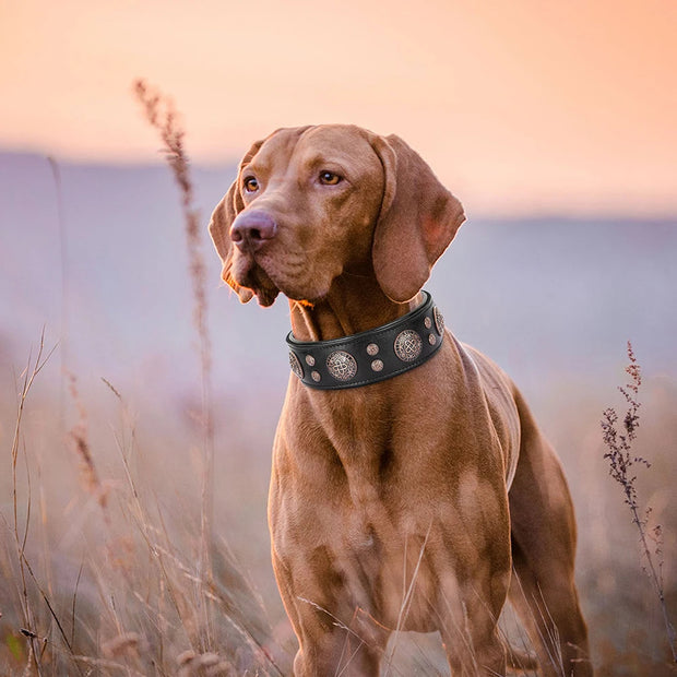 Genuine Leather Dog Collar Cool Spiked Studded Dog Collars Adjustable Pet Necklace for Medium Dogs French Bulldog Labrador