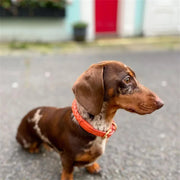 PU Leather Alloy Dog Collar Durable Fashion Knitted Traction Rope for Medium Dogs Outdoor Walking Accessories