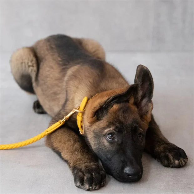 PU Leather Alloy Dog Collar Durable Fashion Knitted Traction Rope for Medium Dogs Outdoor Walking Accessories