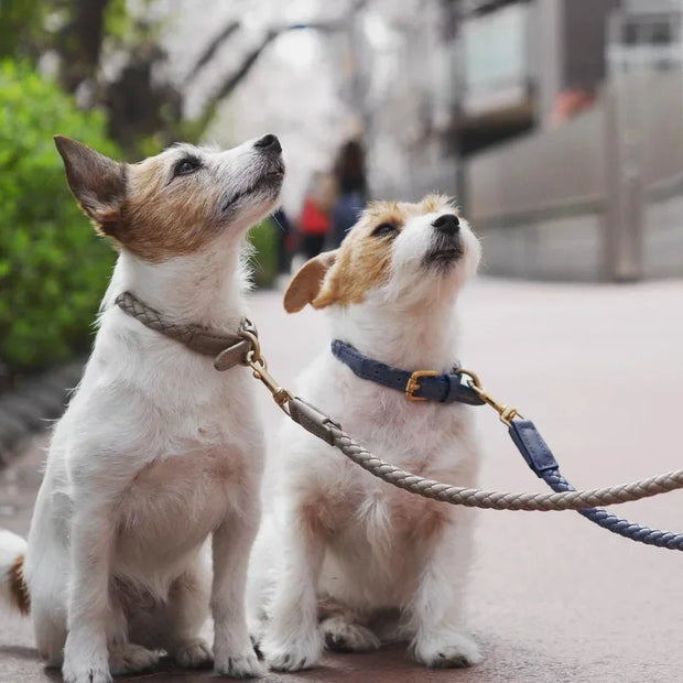 PU Leather Alloy Dog Collar Durable Fashion Knitted Traction Rope for Medium Dogs Outdoor Walking Accessories